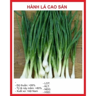 Hạt giống Hành Hoa 5Gram hạt giống bốn mùa