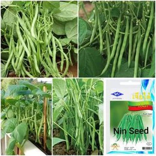 Hạt giống đậu cove lùn xanh - 20gram