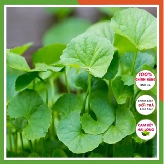 Hạt giống rau má lá to ngon ngọt rau củ quả trồng chậu 4 mùa chịu nhiệt tỉ lệ nảy mầm cao 1gr RADO 0157