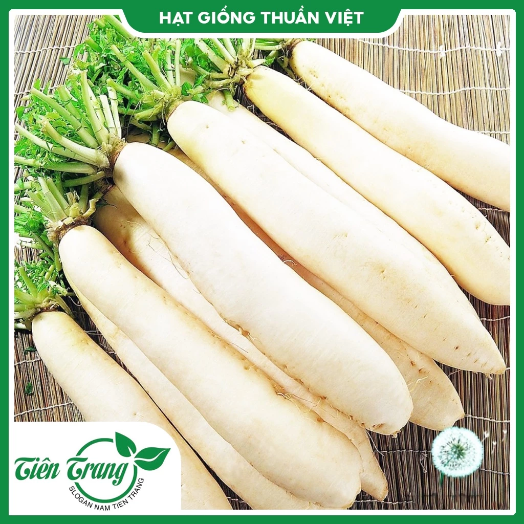 Hạt giống Củ cải trắng TN - 42