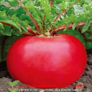 Hạt Củ cải đỏ khổng lồ 20 hạt ĐẾN MÙA TRỒNG TẾT