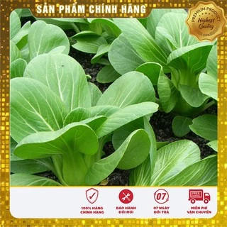 Hạt giống rau Cải Chíp Cao sản gói 20 gram