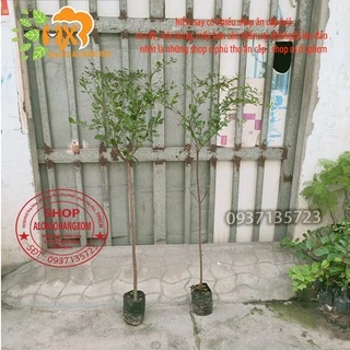 combo 3 cây bàng đài loan cao từ 70-90cm