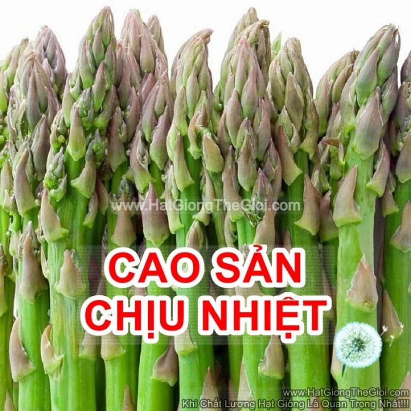 ( HOT ) Hạt giống MĂNG TÂY CHỊU NHIỆT CAO SẢN 20 hạt