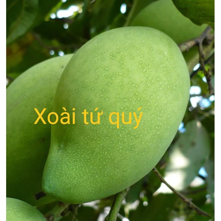 CÂY XOÀI TỨ QUÝ