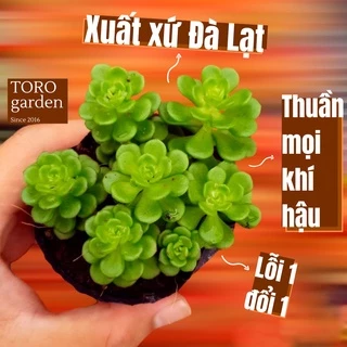 Sen đá sedum hoa hồng xanh Đà Lạt size bé cây cảnh trang trí nhà cửa Toro garden