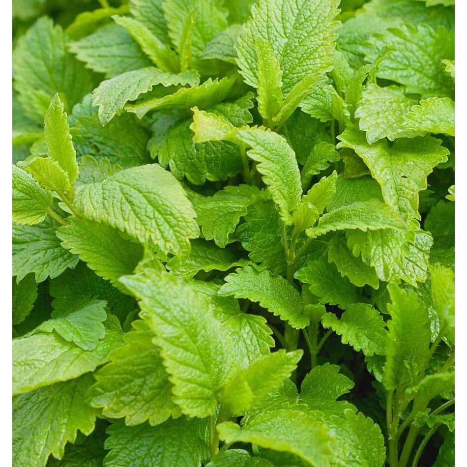 Hạt giống bạc hà Âu Lemon Balm