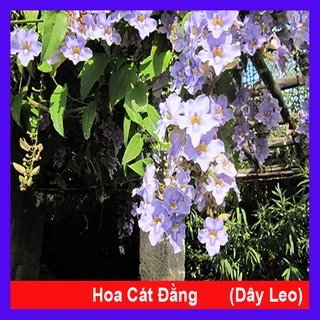 Cây Hoa Cát Đằng dây leo - cây cảnh sân vườn