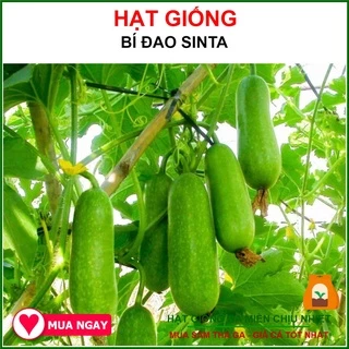 [GIỐNG CHỊU NHIỆT] Hạt Giống Bí Đao Lai F1 Sinta 0.2 Gram