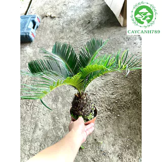 Cây vạn tuế mini để bàn cao 40 cm (Ảnh thật ).