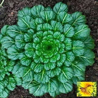 100h Hạt Giống Cải Hoa Hồng Tatsoi - Đỏ (Brassica juncea)