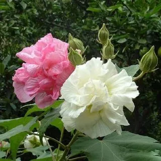 Cây hoa phù dung- Hoa kiểng Nguyễn Lộc- Cây giống chất lượng cao