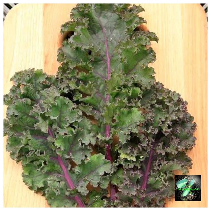 [Seeds] Hạt giống cải Kale tím lai f1 RD214, đóng gói 1gr