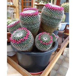 Xương rồng Mammillaria Longiflora siêng hoa.