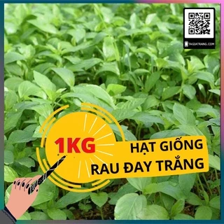 1Kg Hạt giống rau đay xanh (rau đay trắng)