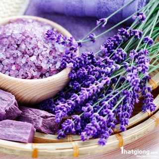 30 Hạt Giống Hoa Oải Hương Lavender