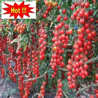Hạt giống cà chua bi siêu quả ( 30 hạt)