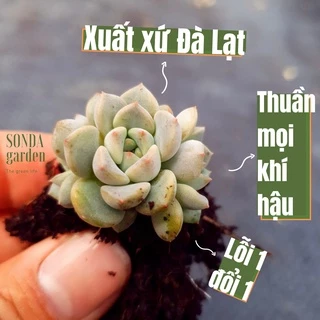 Mầm sen đá diệp hà SONDA GARDEN, xuất xứ Đà Lạt, khoẻ đẹp, lỗi 1 đổi 1