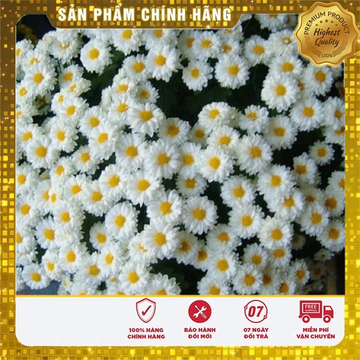 Hạt Giống Hoa Cúc Chi Trắng 50 hạt