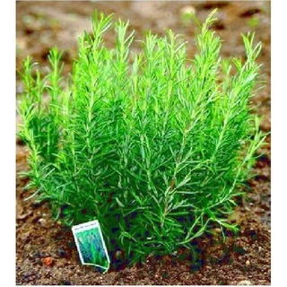 Hạt Giống Cây Hương Thảo Rosemary 20 hạt/gói