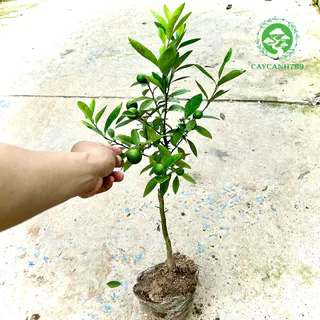 Cây chanh tứ quý trưởng thành đang hoa và quả cao 80cm-1m.