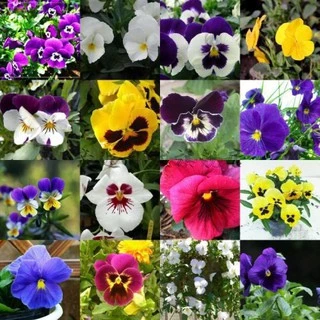 100 Hạt giống hoa pansy xanh