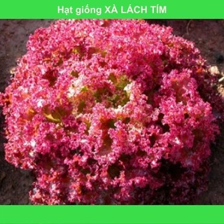 Hạt giống Xà lách xoăn tím 10g ~ 10.000 hạt