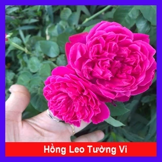 Hồng Leo Tường Vi - cây cảnh sân vườn