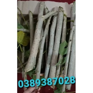 1kg hom giống cây vông nem