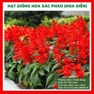 Hạt giống hoa xác pháo đỏ (hoa diễn) đẹp trồng chậu, sân vườn ban công nảy mầm cao 0,1gr