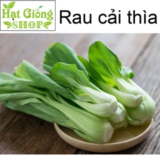 Hạt giống cải thìa ( túi 100 hạt )