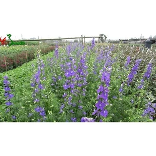 500 Hạt giống hoa Violet tím truyền thống Việt Nam