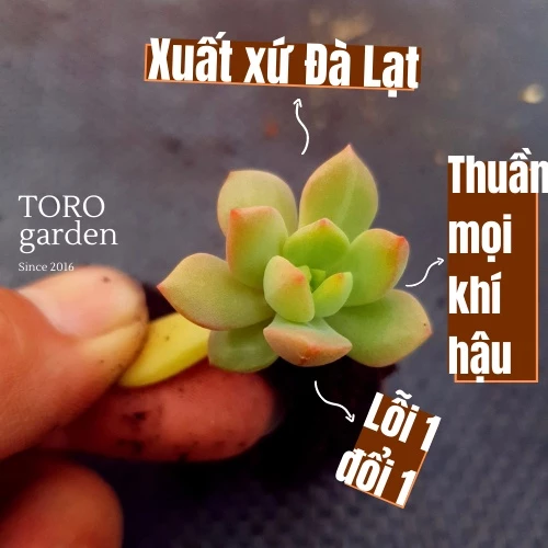 COMBO 5 MẦM SEN ĐÁ MẶT TRỜI HƯ 1 ĐỔI 1 SIÊU CUTE