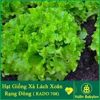 Hạt Giống Rau Xà Lách Xoăn F1 5Gr Chịu Nhiệt Tốt