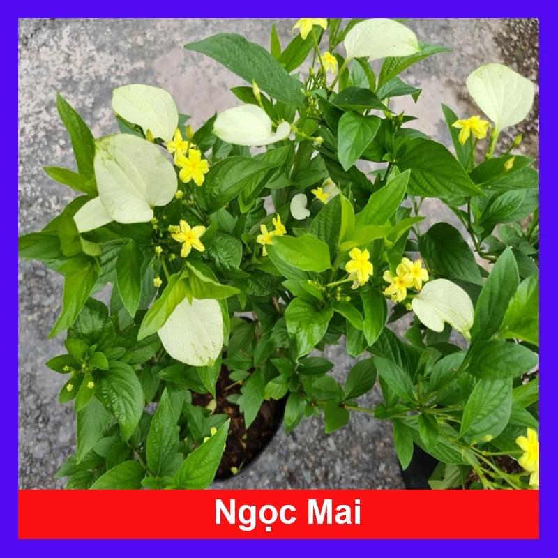 Cây Ngọc Mai - cây cảnh sân vườn