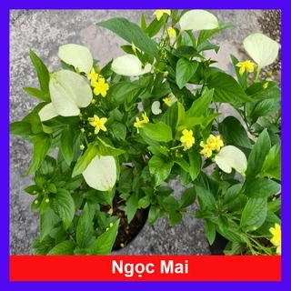 Cây Ngọc Mai - cây cảnh sân vườn