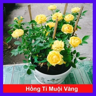 Cây Hoa Hồng Tỉ Muội Vàng - cây cảnh để bàn