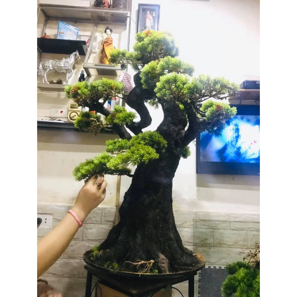 Bonsai Tùng La Hán ( Hamdmade bonsai )