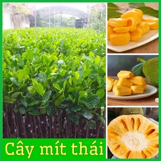 Cây giống mít Thái lùn siêu sớm da xanh ruột vàng