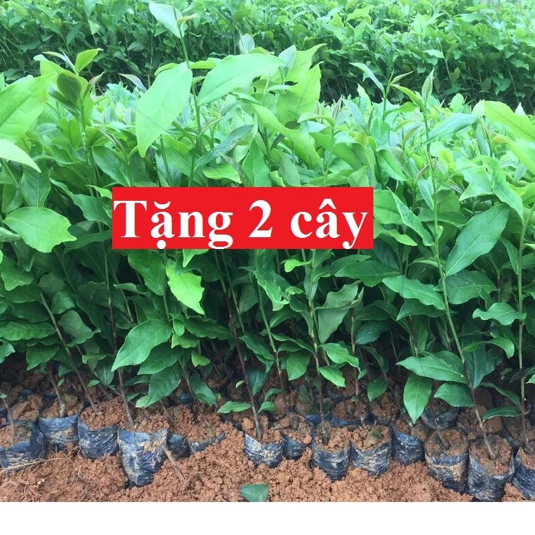 10 Cây chè xanh (Trà xanh) + tặng 2 cây