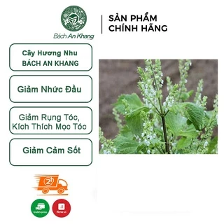 Cây hương nhu khô Bách An Khang 1kg