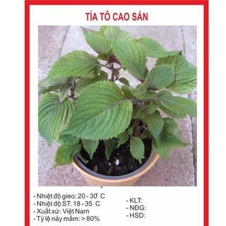 Hạt Giống Tía Tô Cao Sản