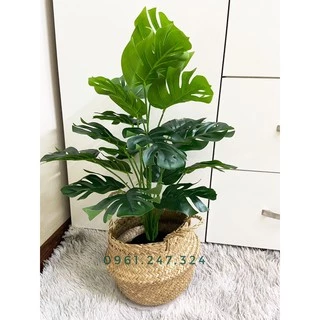 cây giả - cây lá rùa monstera 50cm,60cm (ảnh thật shop tự chụp 100%)