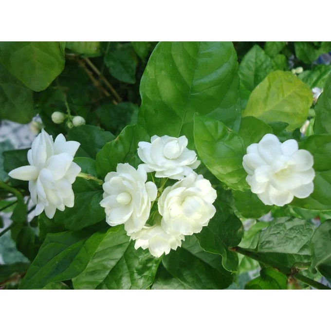 Cây hoa lài ta, cho hoa thơm trang trí sân vườn - Arabian Jasmine - shop BÉ MẦM 06 HCM