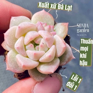 Sen đá dù hồng SONDA GARDEN size mini 2.5-4cm, cây cảnh trang trí nhà cửa, lỗi 1 đổi 1