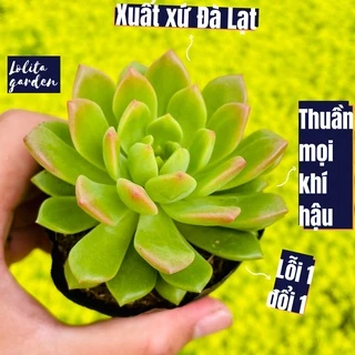 Sen đá mặt trời giống mới Đà Lạt size bé cây cảnh trang trí nhà cửa Lolita garden