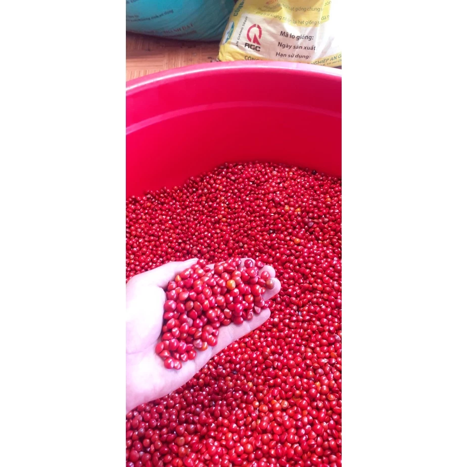 100 gram hạt cẩm lai đỏ trồng rừng