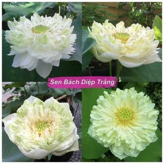 5h hạt giống sen bách diệp ngàn cánh ( sen quan âm )