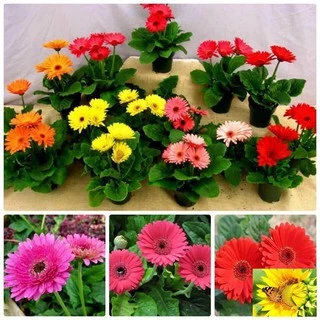 Gói 100 Hạt Giống Hoa Đồng Tiền Kép Lùn - Mix (Gerbera)