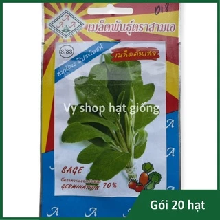 Hạt giống xô thơm (sage) Thái Lan gói 20 hạt